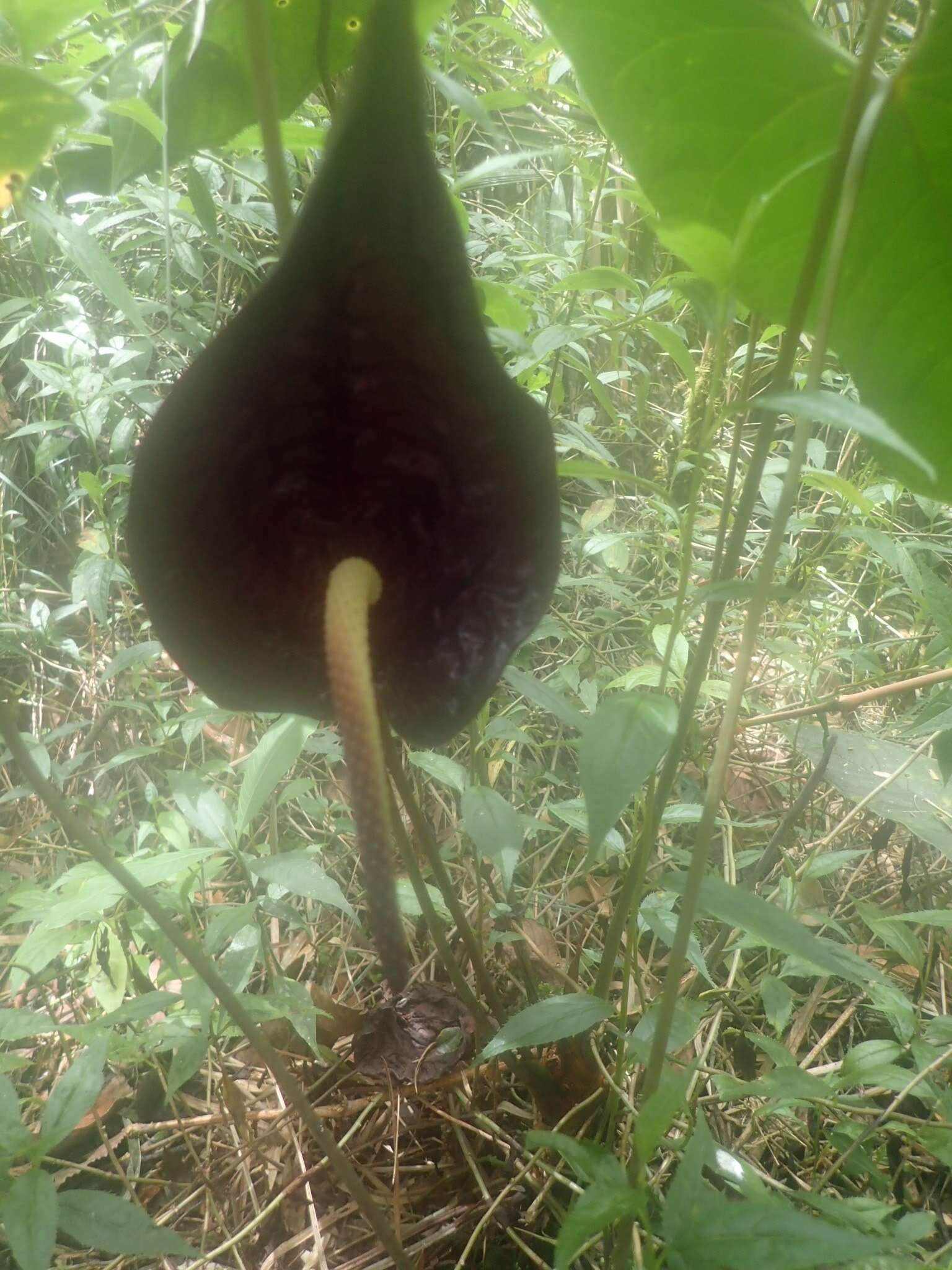 Image of Anthurium caramantae Engl.