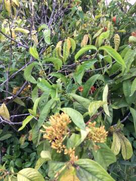 Image of Ixora javanica (Blume) DC.