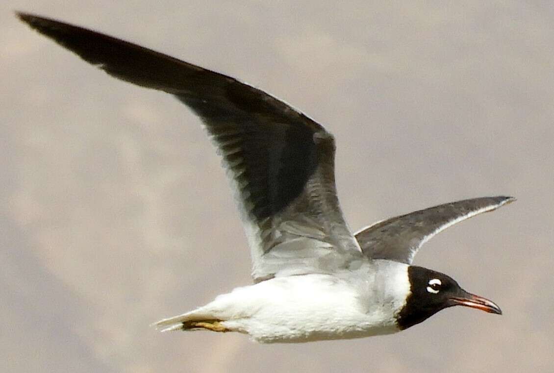 Image of White-eyed Gull