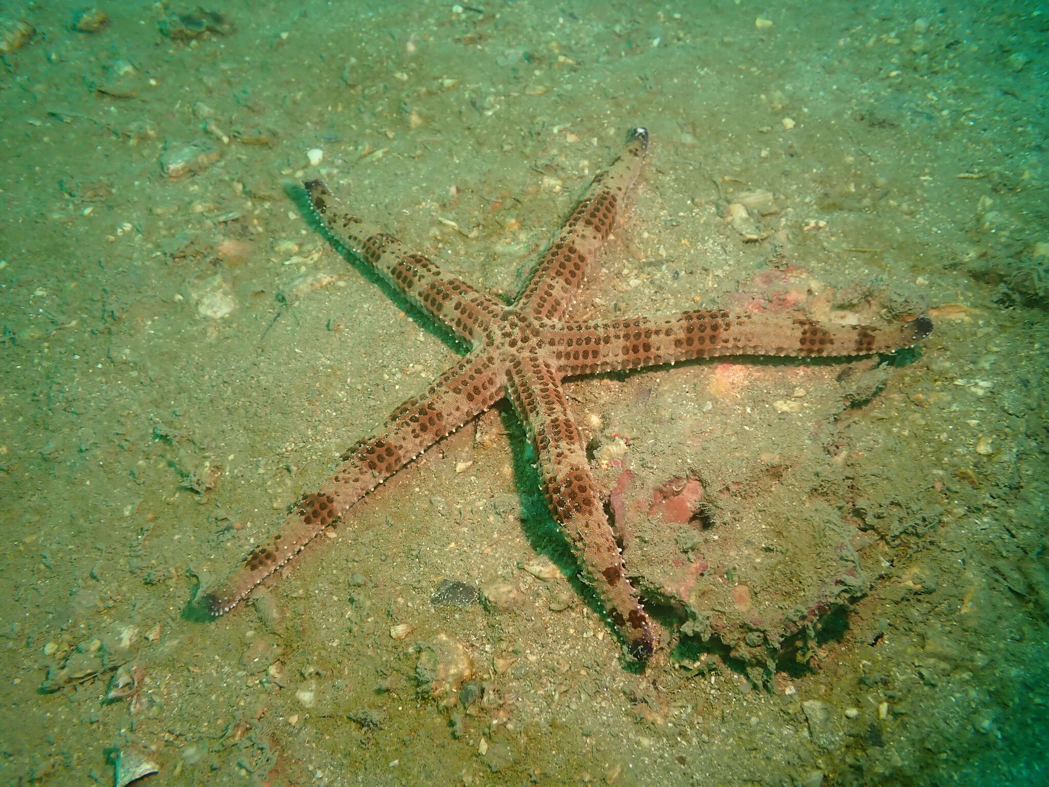 Image of Ophidiaster armatus Koehler 1910