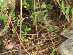 Image of Berchemia lineata (L.) DC.