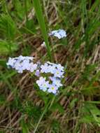 Image of Myosotis popovii Dobroc.