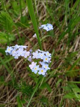 صورة Myosotis popovii Dobroc.