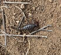 Image of Bothriurus dumayi (Cekalovic 1974)