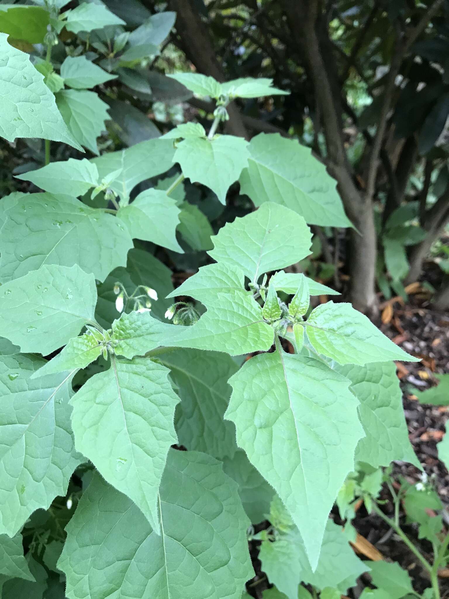 Solanum decipiens Opiz的圖片