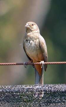 Image of Canyon Towhee