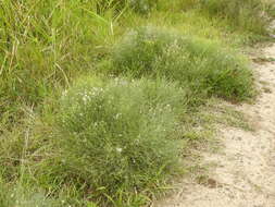 Image of Baccharis notosergila Griseb.