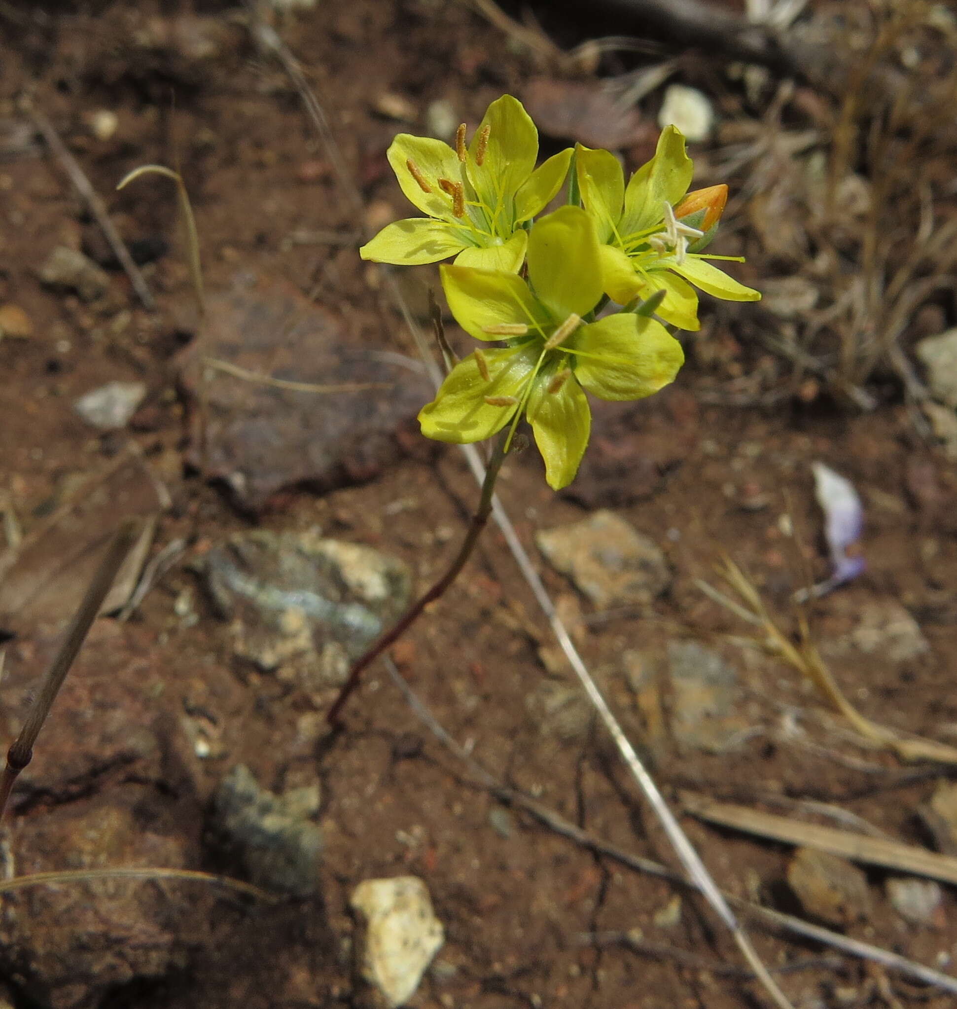 Image of Brewer's dwarf-flax