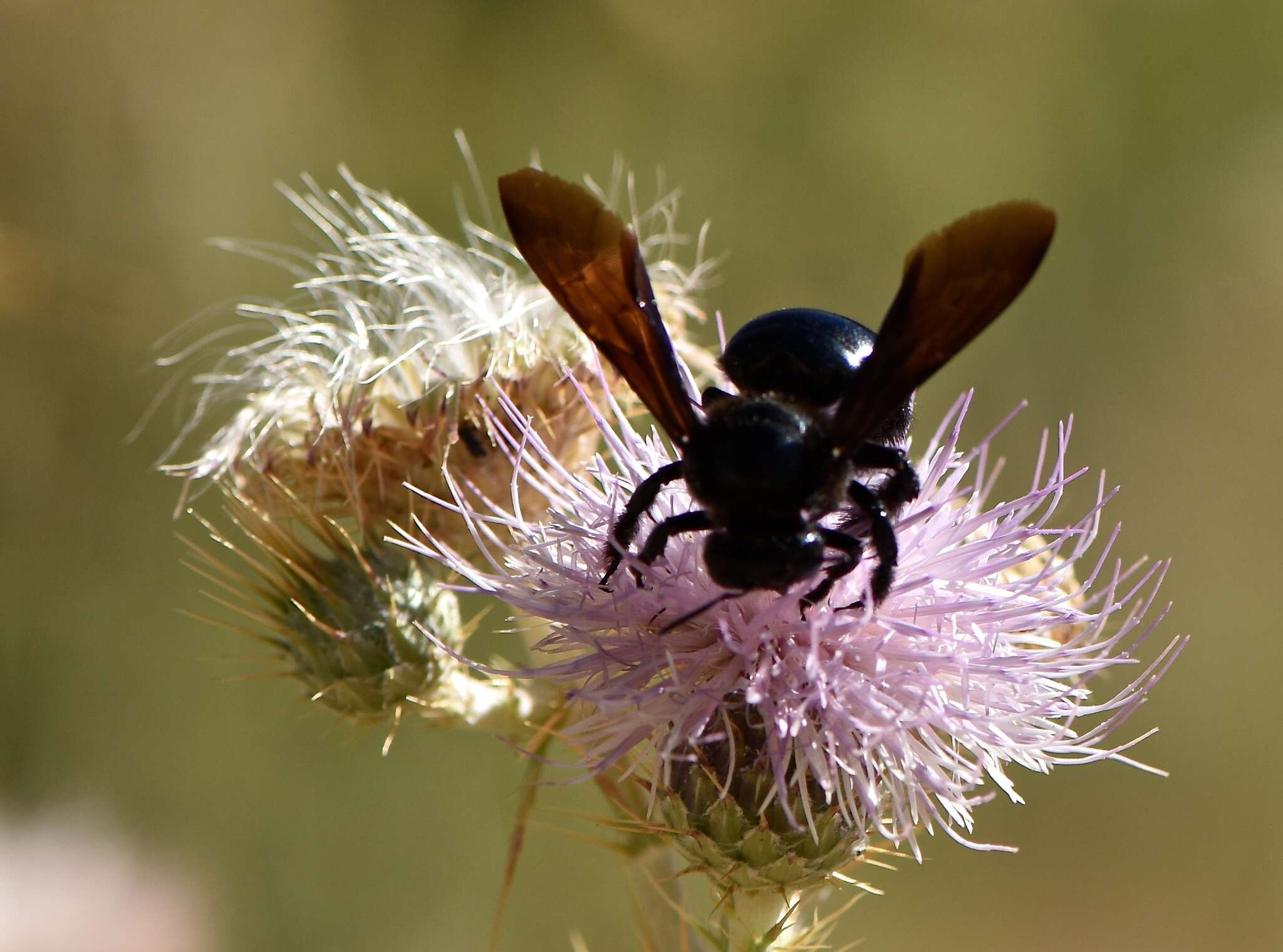 Xylocopa californica Cresson 1864 resmi