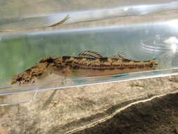 Etheostoma bellator Suttkus & Bailey 1993 resmi