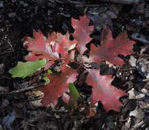 صورة Quercus buckleyi Nixon & Dorr