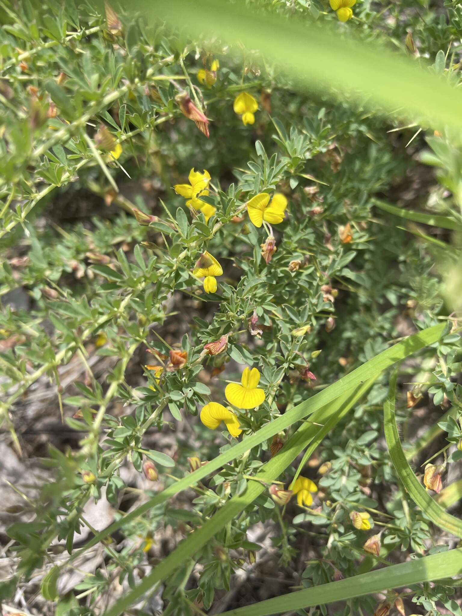 Image of Crotalaria eremicola Baker fil.