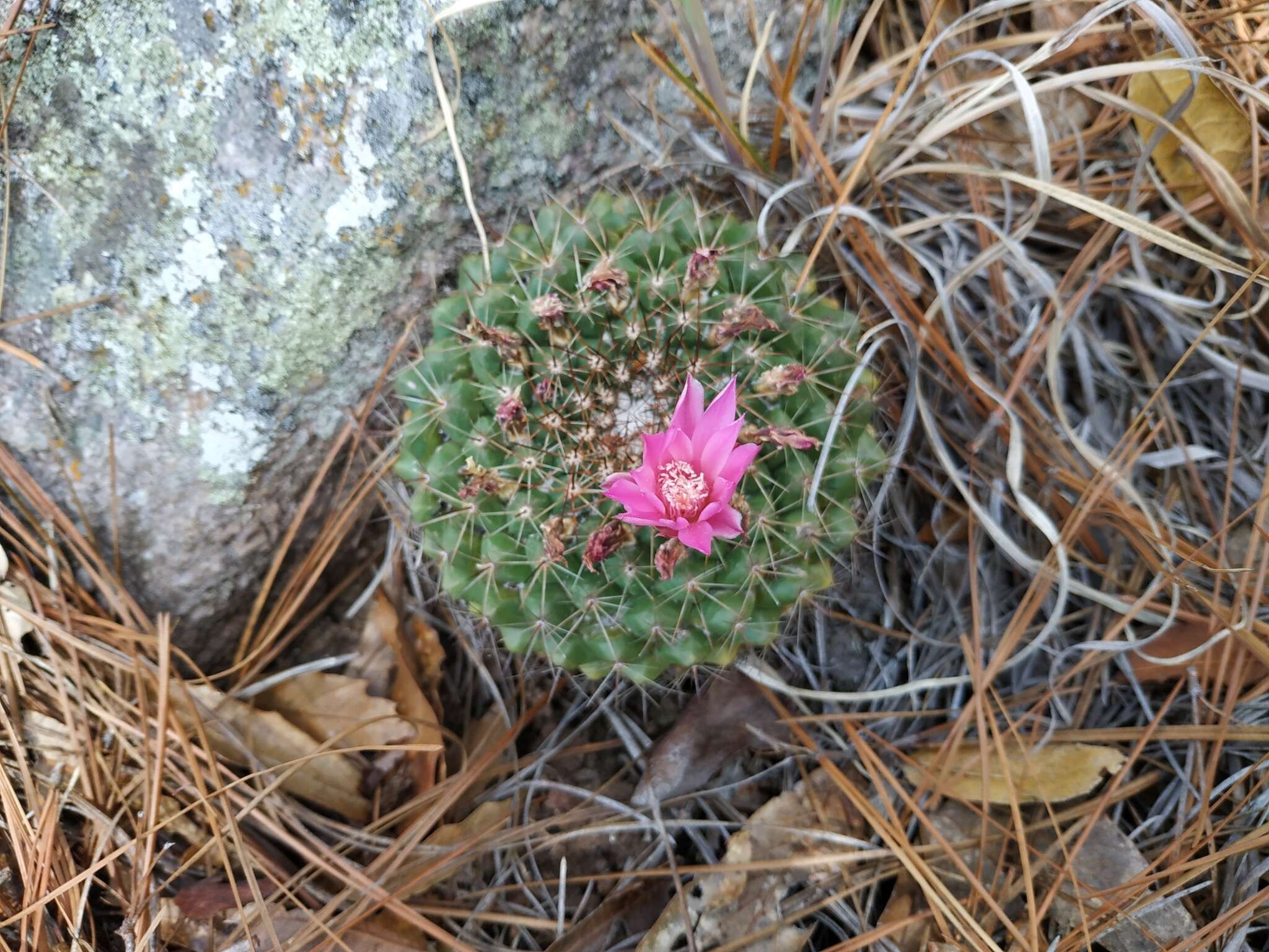 Image of Mammillaria melanocentra subsp. rubrograndis (Repp. & A. B. Lau) D. R. Hunt