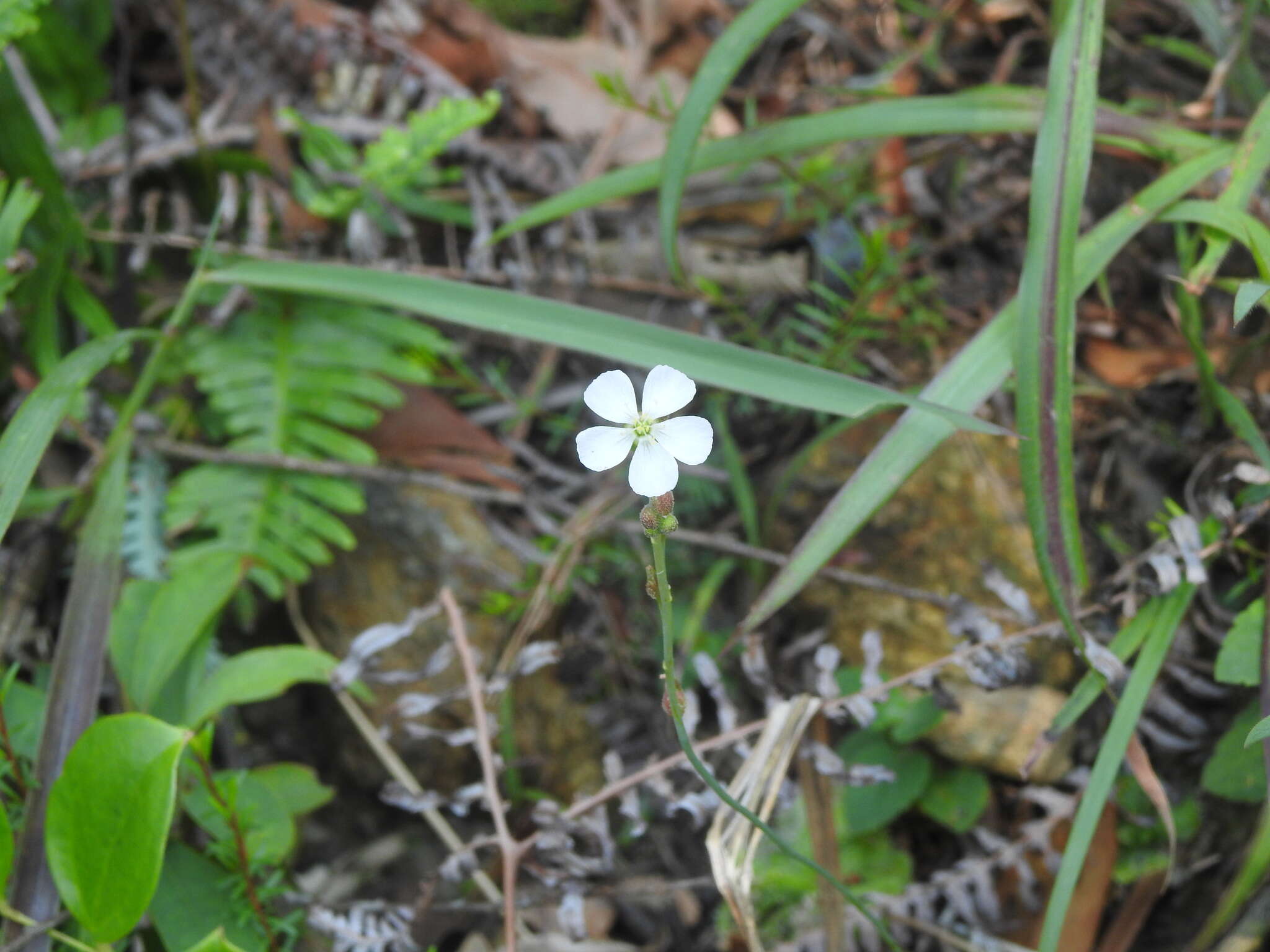 Image of <i>Drosera burmanni</i>