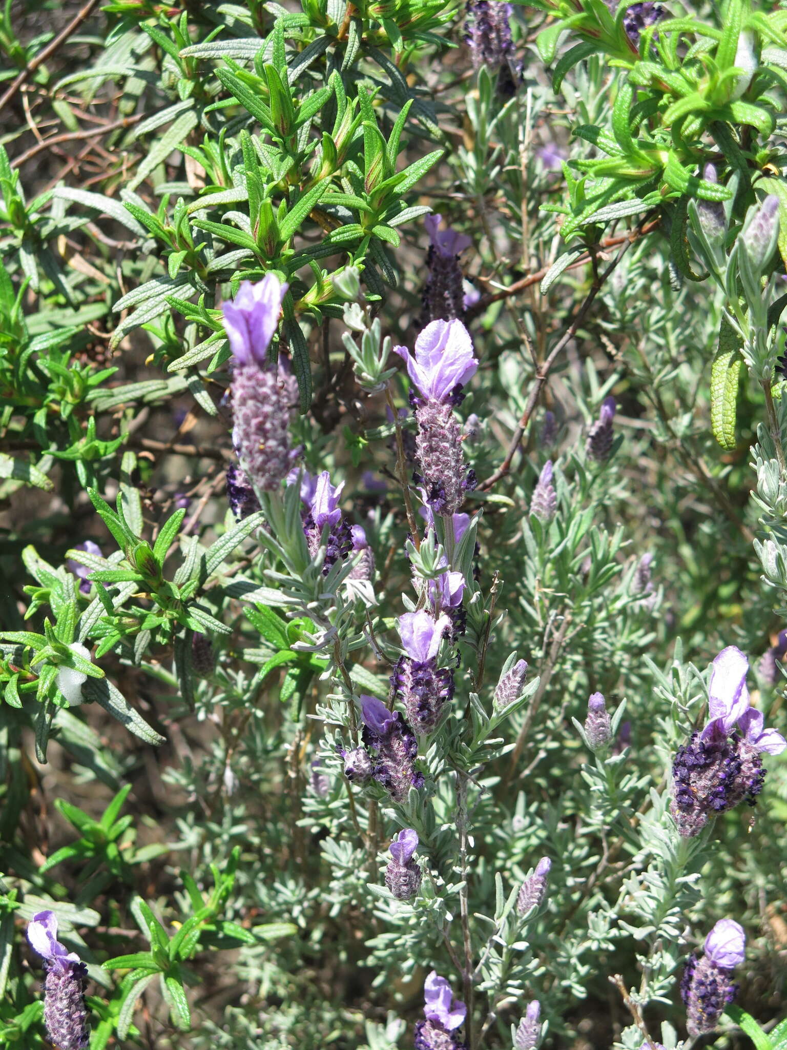 Image of French lavender