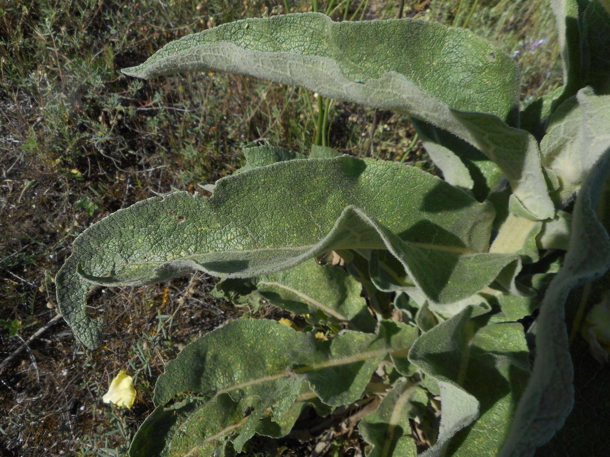 Image of orange mullein