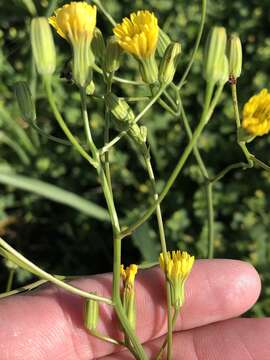 Image of smallflower hawksbeard