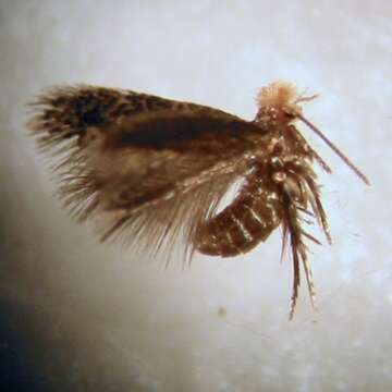 صورة Stigmella ogygia (Meyrick 1889) Dugdale 1988