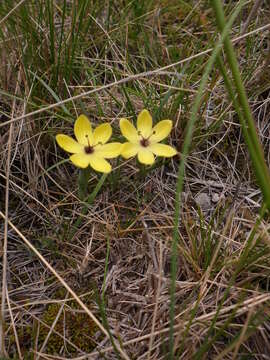 Image of Sisyrinchium conzattii Calderón & Rzed.