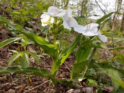 Tradescantia ozarkana E. S. Anderson & Woodson的圖片