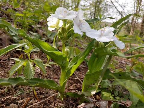 Image of Ozark spiderwort