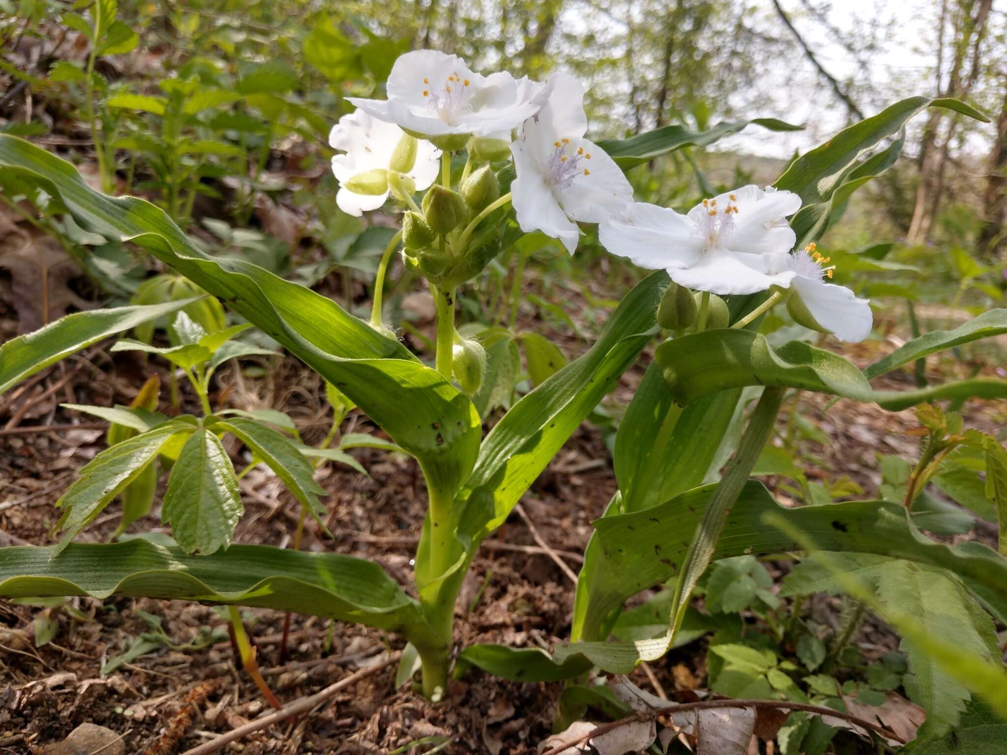 Tradescantia ozarkana E. S. Anderson & Woodson的圖片