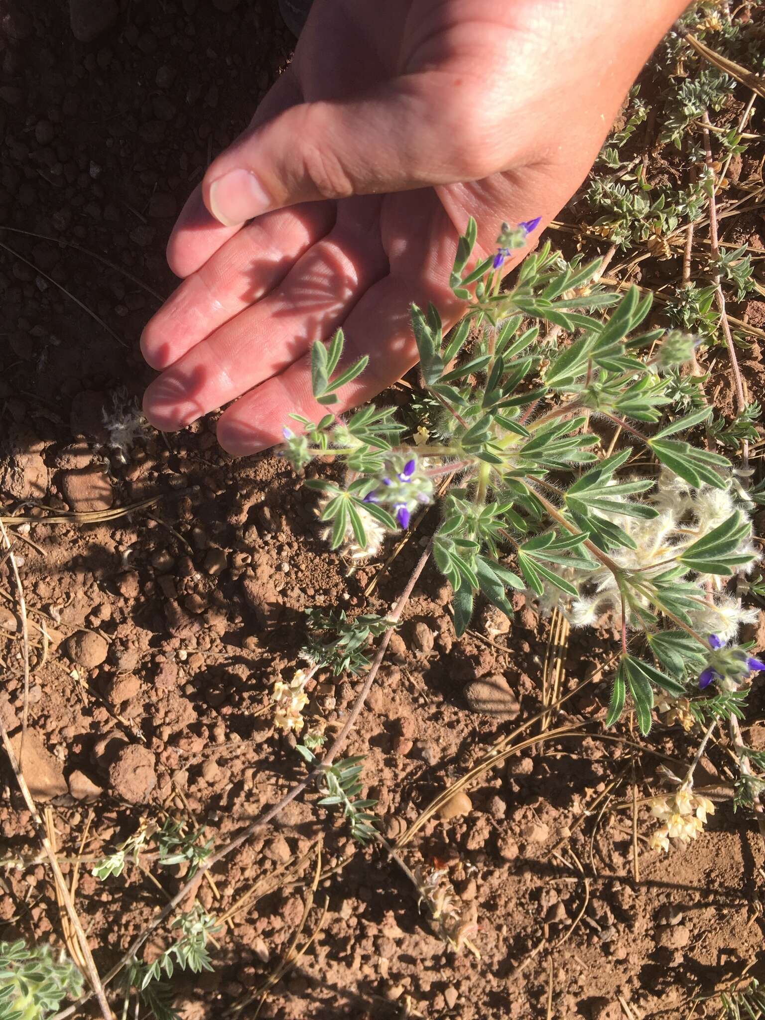 Plancia ëd Lupinus kingii S. Watson