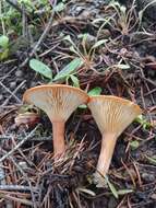 Image of Clitocybe squamulosa (Pers.) P. Kumm. 1871