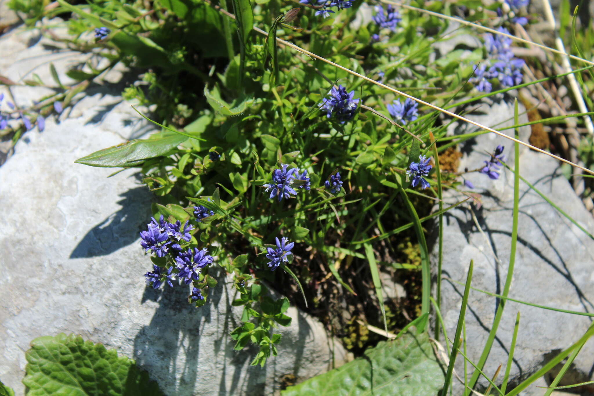 Image de Polygala alpestris Rchb.