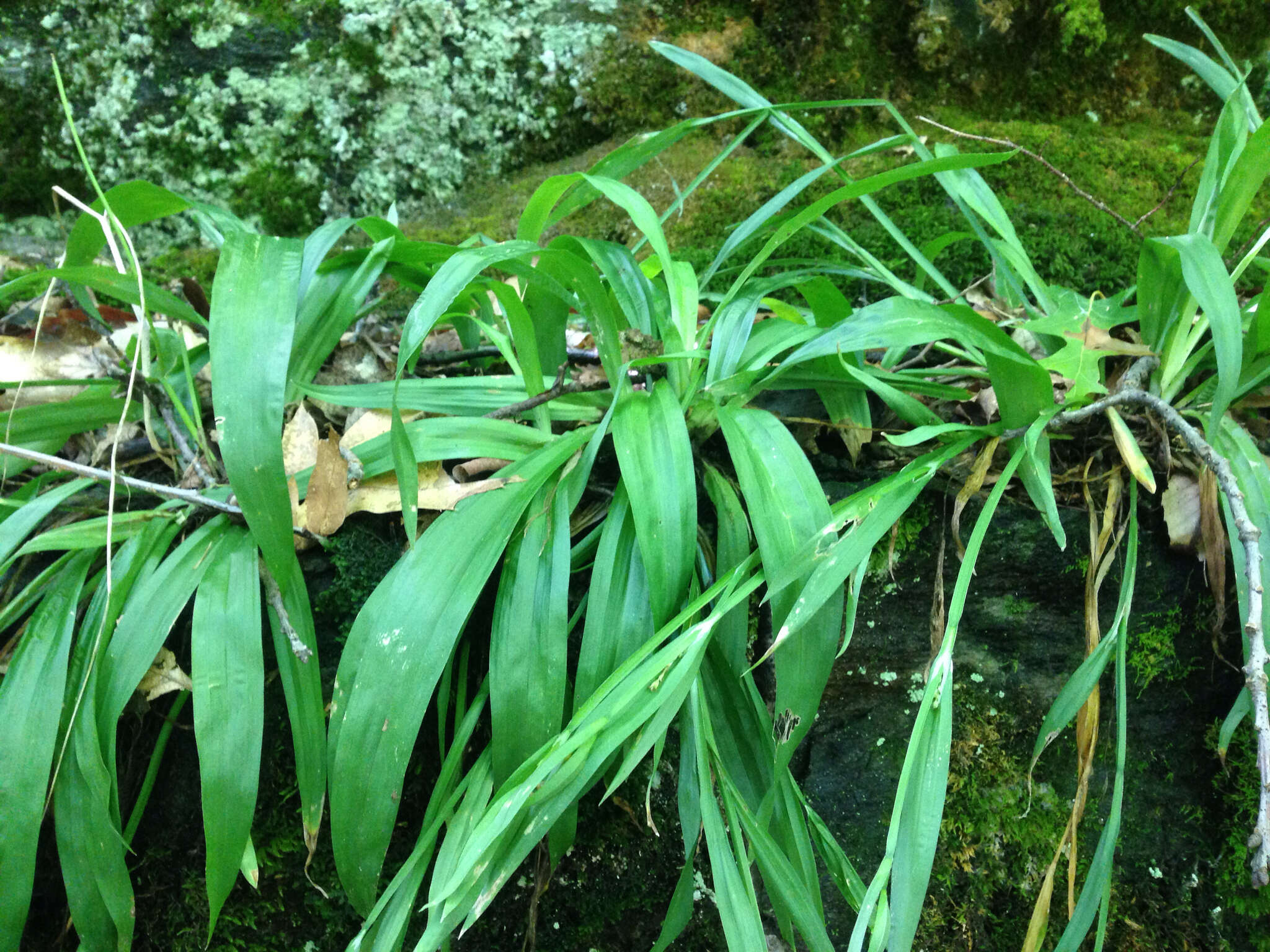 Image of broadleaf sedge