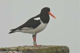 Image of Haematopus ostralegus ostralegus Linnaeus 1758