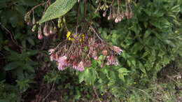 Image of Aristeguietia glutinosa (Lam.) R. King & H. Rob.