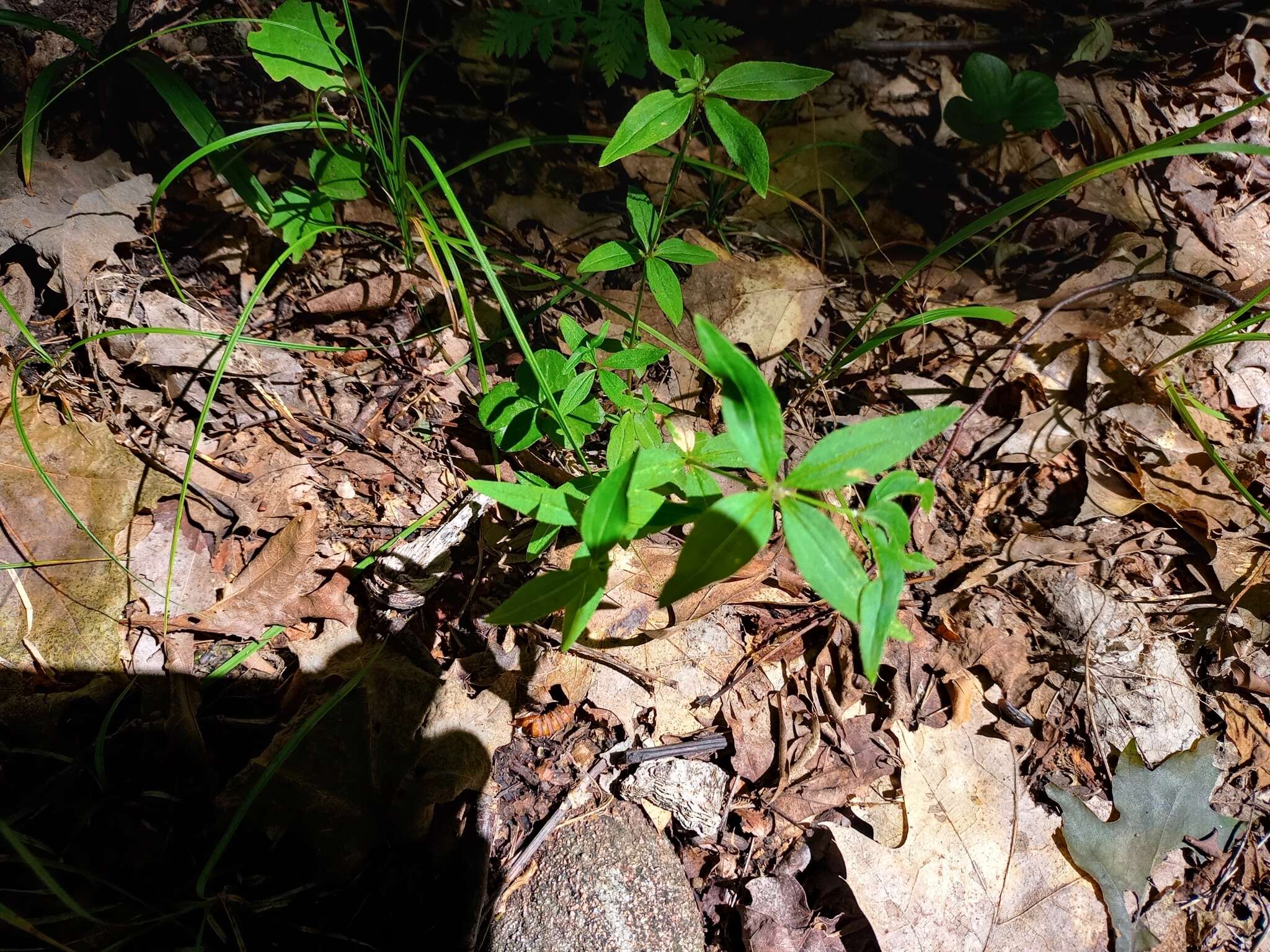 Image of Wild licorice