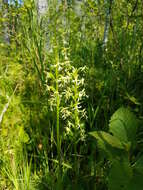 Platanthera lacera (Michx.) G. Don resmi