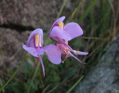 Imagem de Utricularia reniformis A. St. Hil.