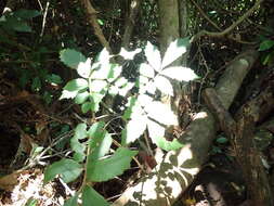 Image of Meliosma rhoifolia Maxim.