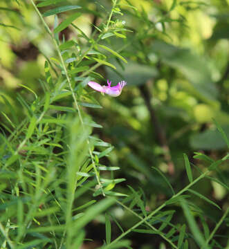 Image of Polygala gazensis E. G. Baker