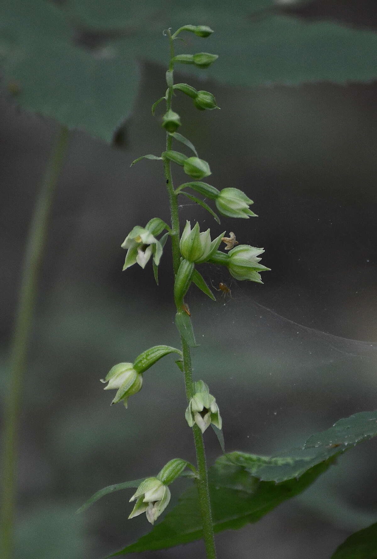 Image of Epipactis albensis Nováková & Rydlo