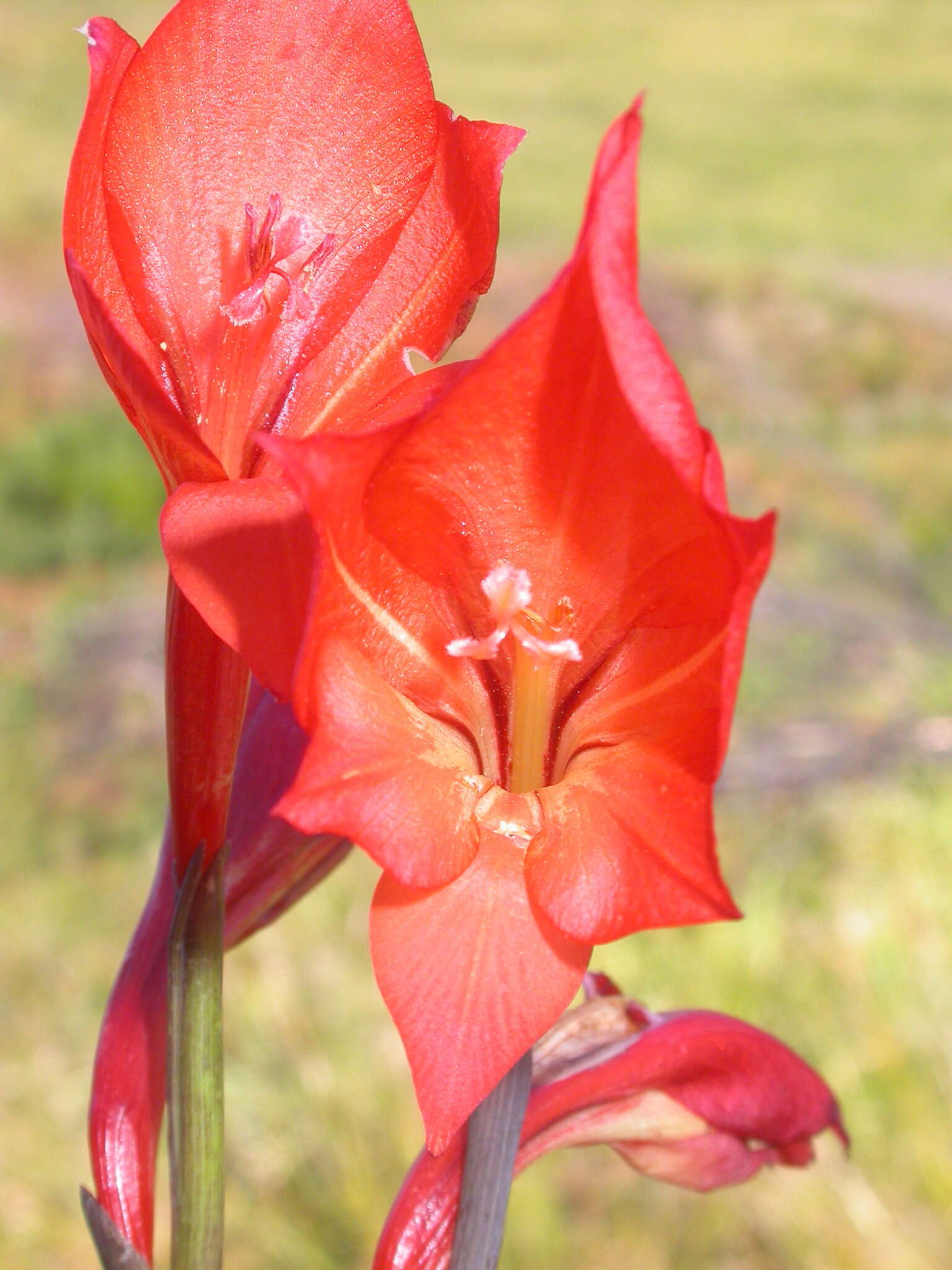 Imagem de Gladiolus huttonii (N. E. Br.) Goldblatt & M. P. de Vos