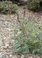 Image of Minthorn's milkvetch