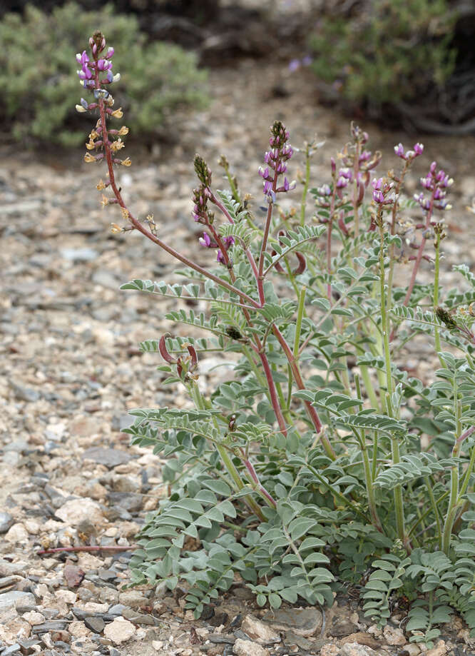 Image of Minthorn's milkvetch