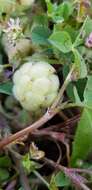 Trifolium bullatum Boiss. & Hausskn. resmi