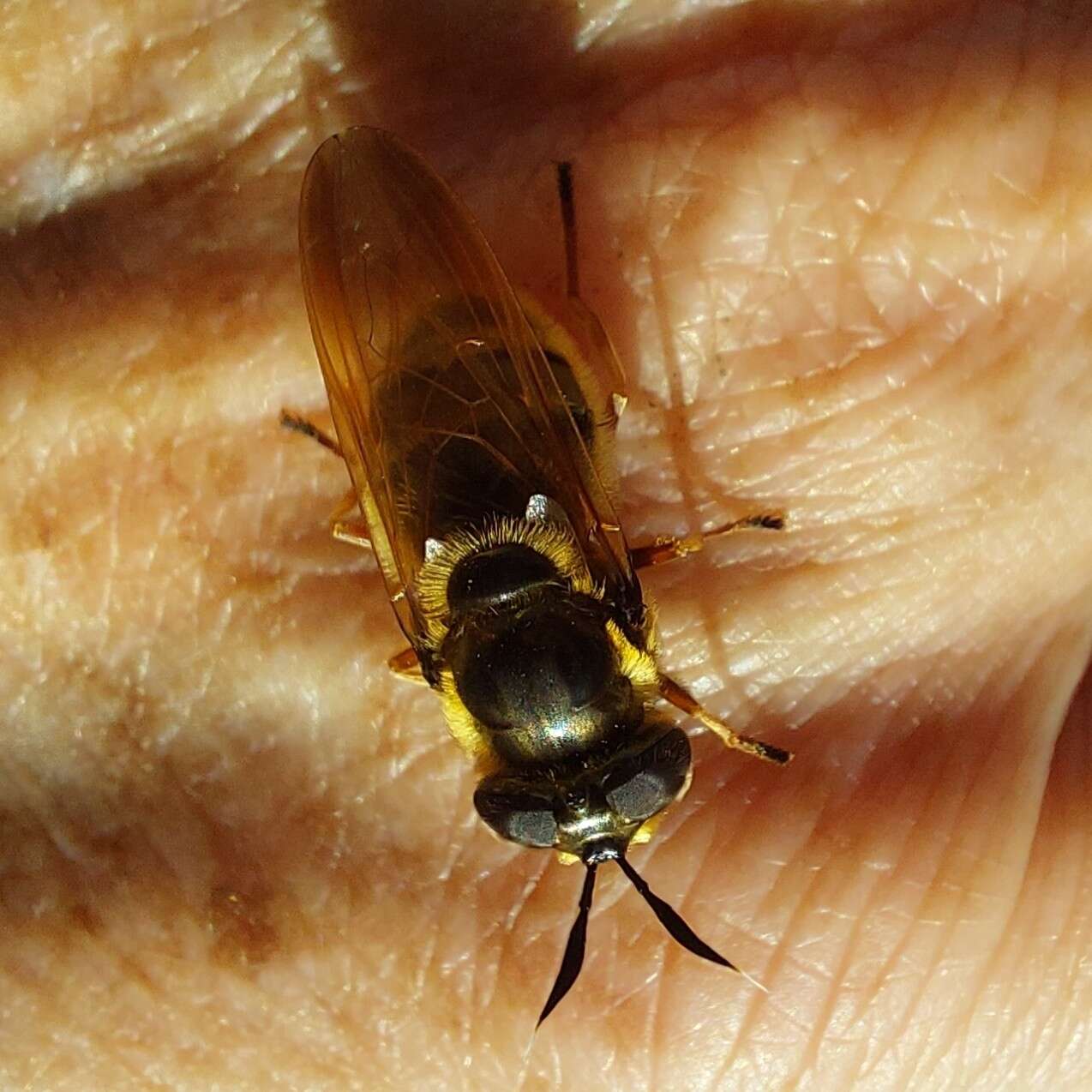 Image of Golden hoverfly