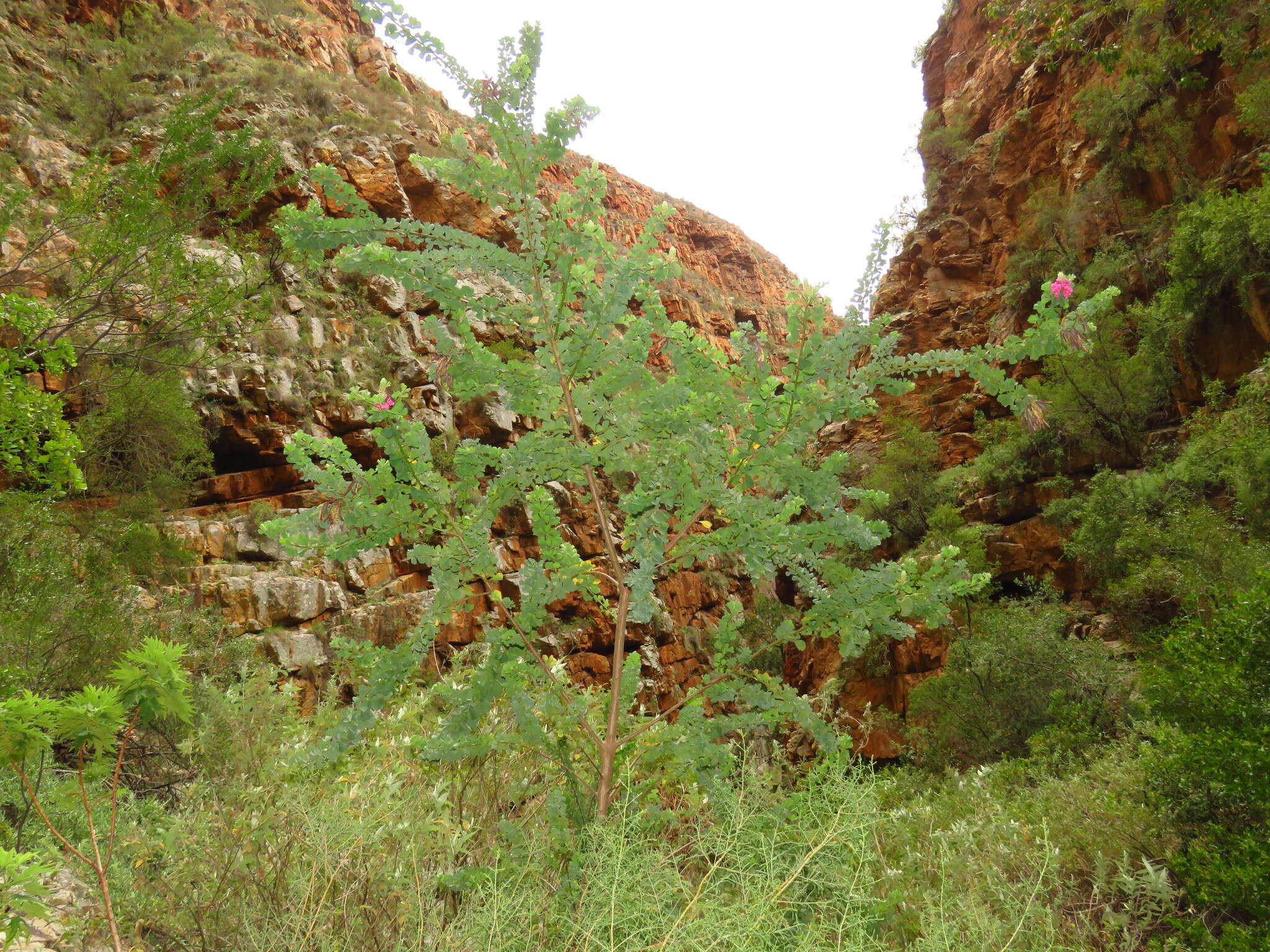 Plancia ëd Hypocalyptus sophoroides (P. J. Bergius) Baill.