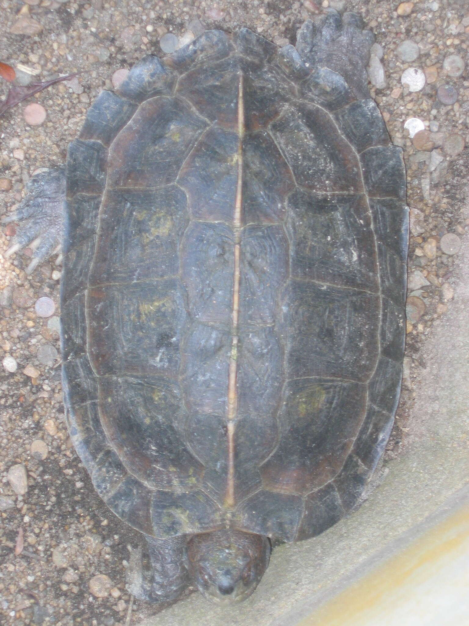 Image of Giant Asian Pond Turtle