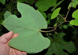 Imagem de Vitis aestivalis var. lincecumii (Buckley) Munson