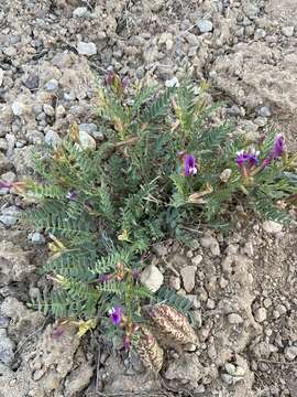 Imagem de Astragalus oophorus S. Wats.