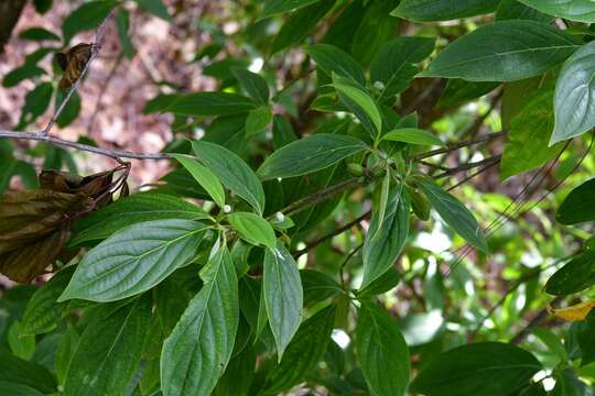 Слика од Cornus disciflora Moc. & Sessé ex DC.