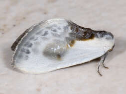 Image of Cilix