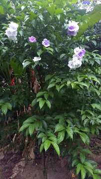 Image of largeflower brunfelsia